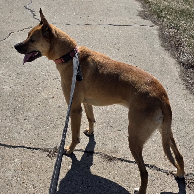 Charlie, an adoptable Mountain Cur, Shepherd in Yankton, SD, 57078 | Photo Image 6