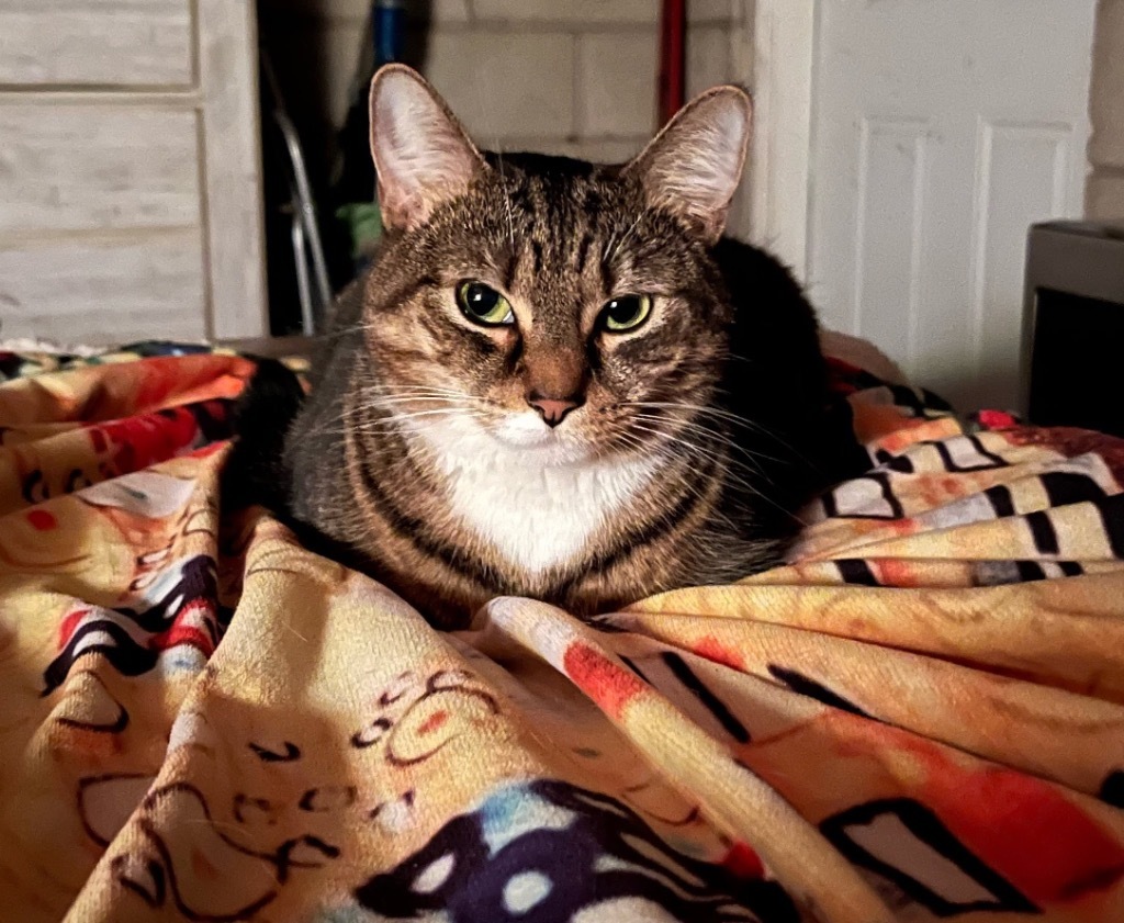 Emmi
