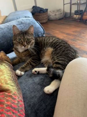 Meet Emmi Emmi is a quiet sweet tabby who just needs a little time to settle in She can be