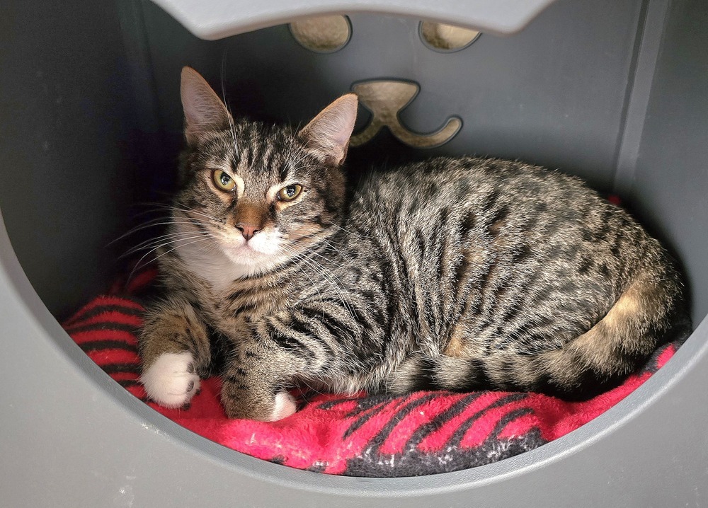 Vandal, an adoptable Domestic Short Hair in Vancouver, WA, 98661 | Photo Image 1