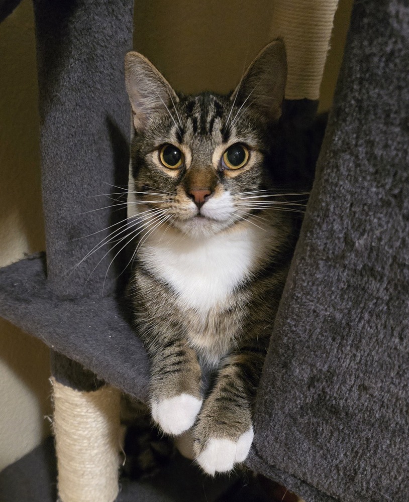 Vandal, an adoptable Domestic Short Hair in Vancouver, WA, 98661 | Photo Image 2