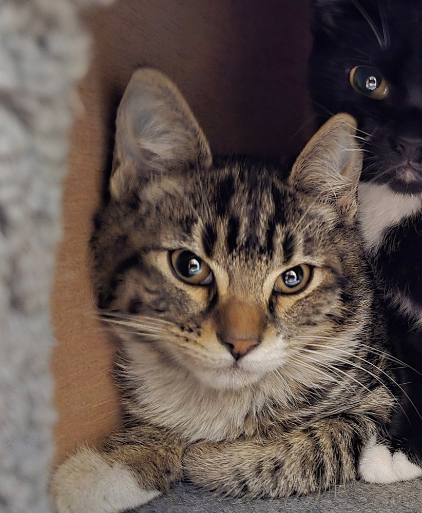 Vandal, an adoptable Domestic Short Hair in Vancouver, WA, 98661 | Photo Image 3