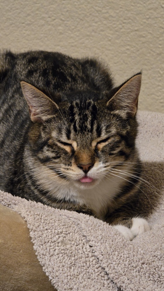 Vandal, an adoptable Domestic Short Hair in Vancouver, WA, 98661 | Photo Image 4