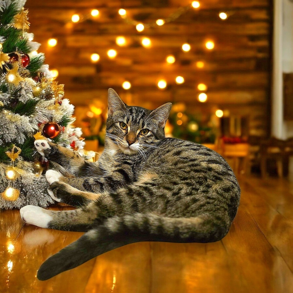 Vandal, an adoptable Domestic Short Hair in Vancouver, WA, 98661 | Photo Image 5