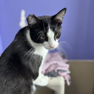 Tabitha