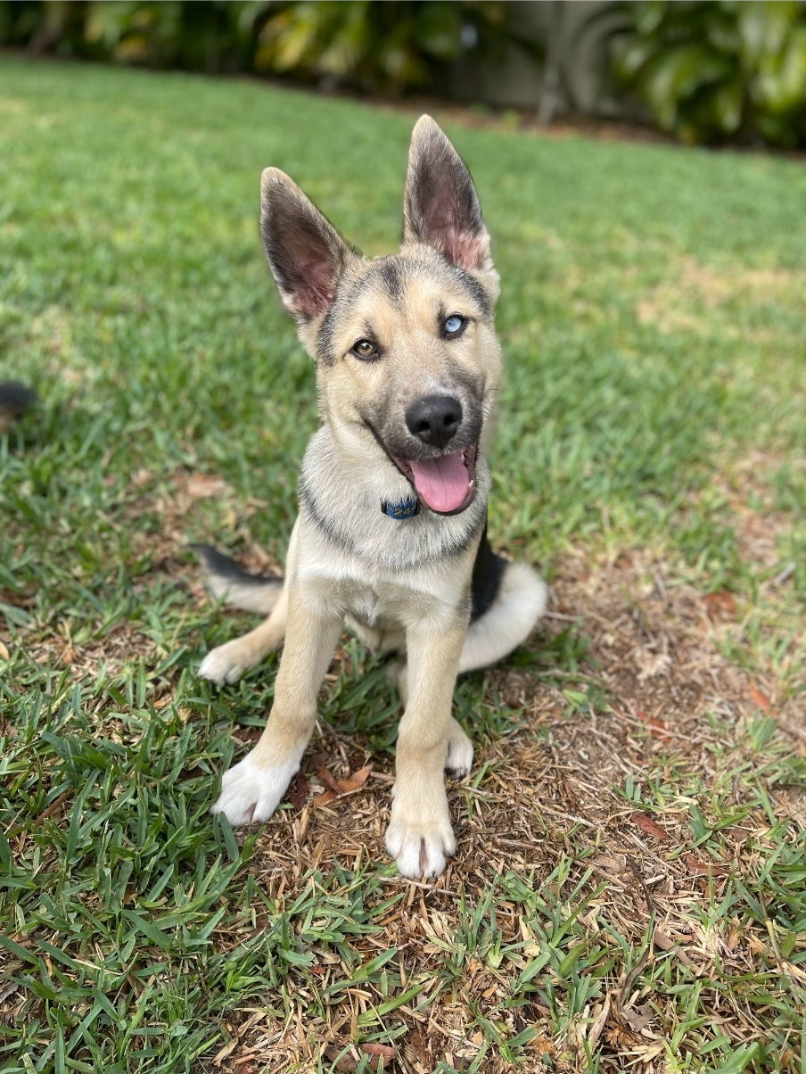 Dakota - M