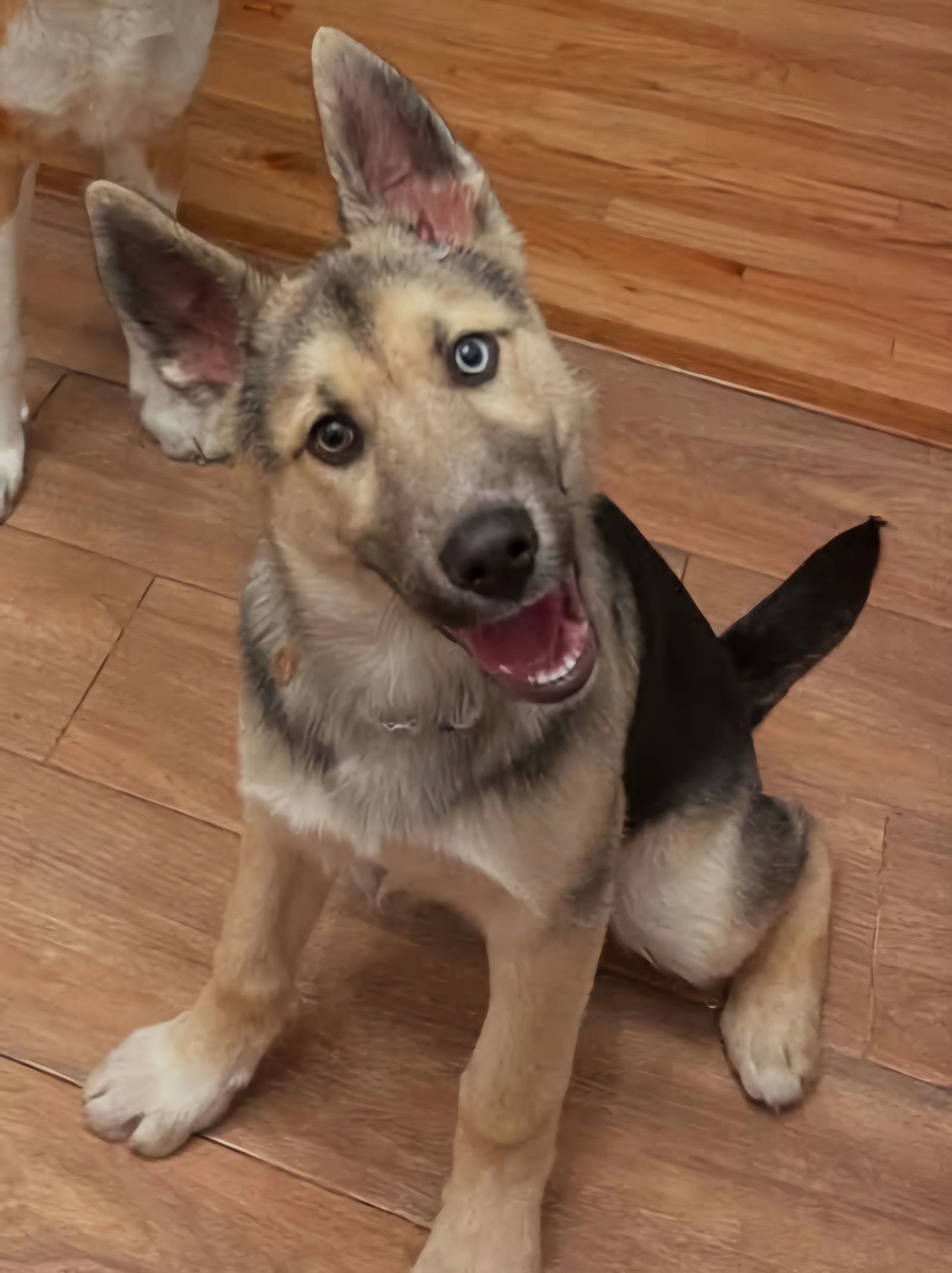 Dakota - M