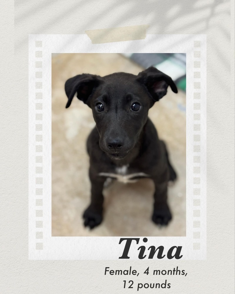 Tina