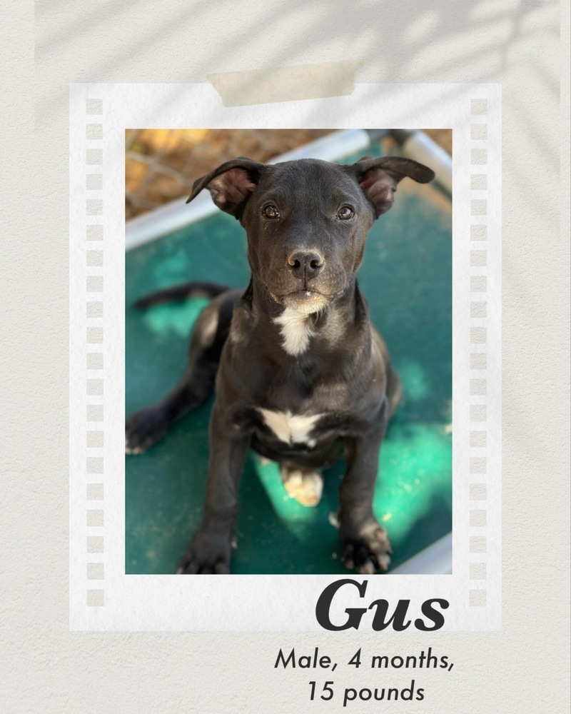 Gus