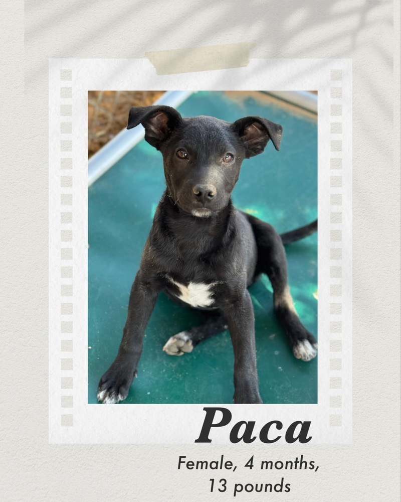Paca