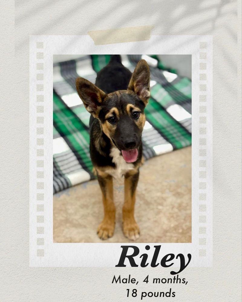 Riley
