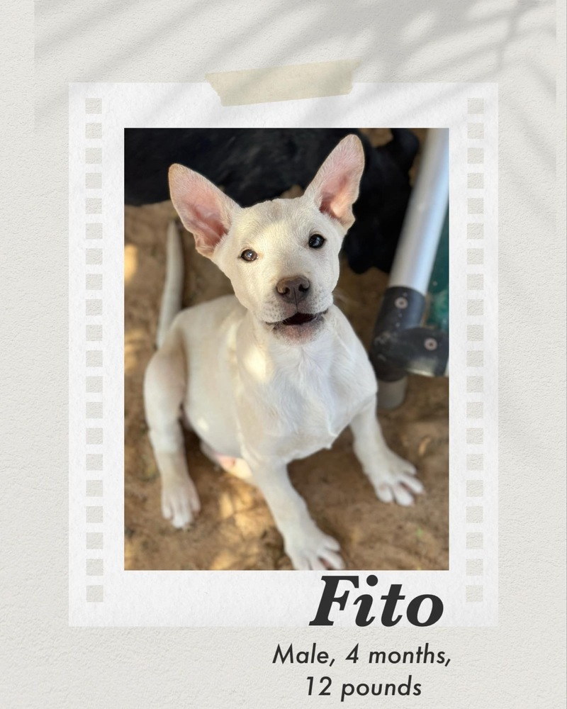 Fito