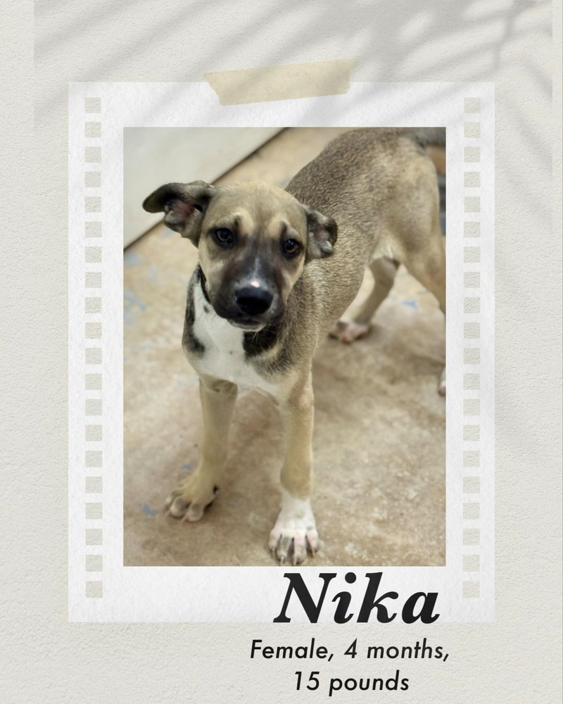 Nika