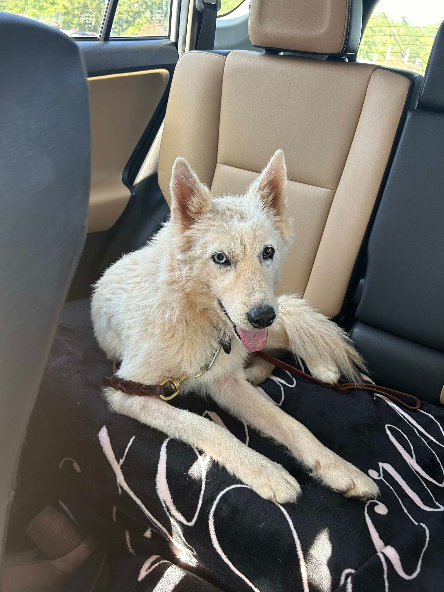 Yoda, an adoptable Mixed Breed in Shelburne, VT, 05482 | Photo Image 1