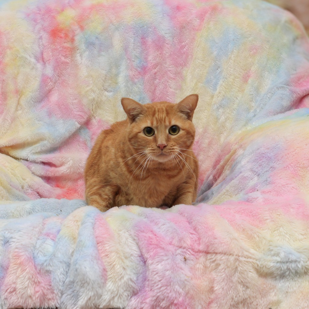 Milo, an adoptable Domestic Short Hair in Idaho Falls, ID, 83402 | Photo Image 1