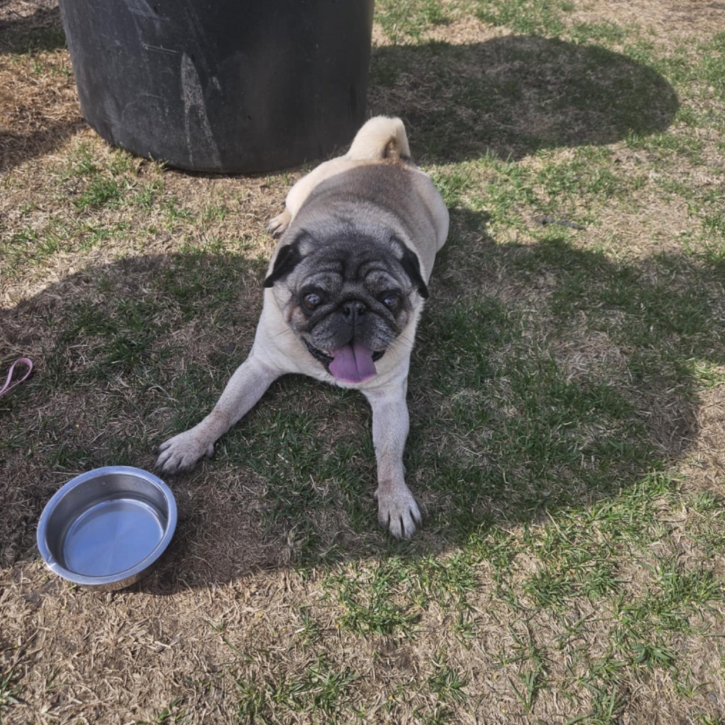Arthur ***FOSTER NEEDED***, an adoptable Pug in Cloquet, MN, 55720 | Photo Image 1