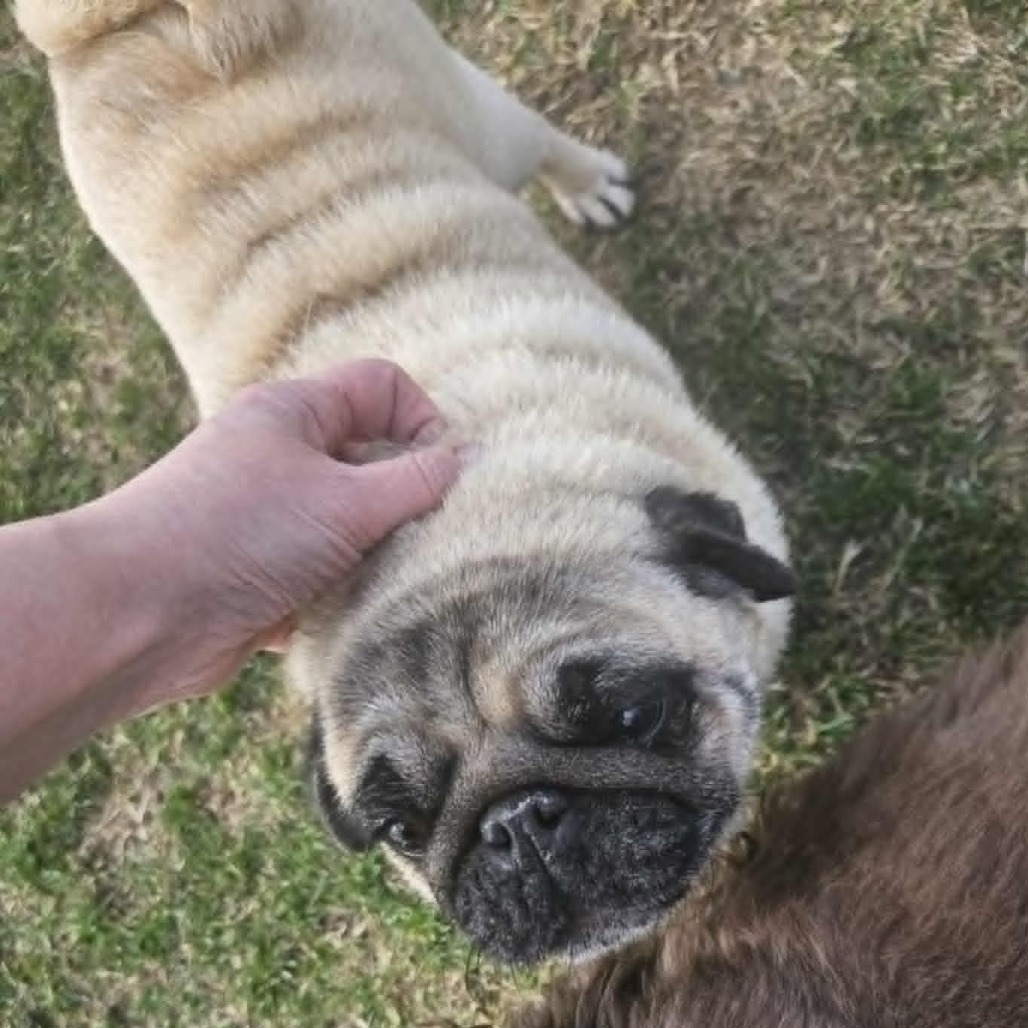 Janet, an adoptable Pug in Cloquet, MN, 55720 | Photo Image 1