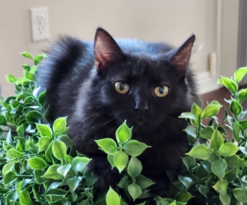 Duchess