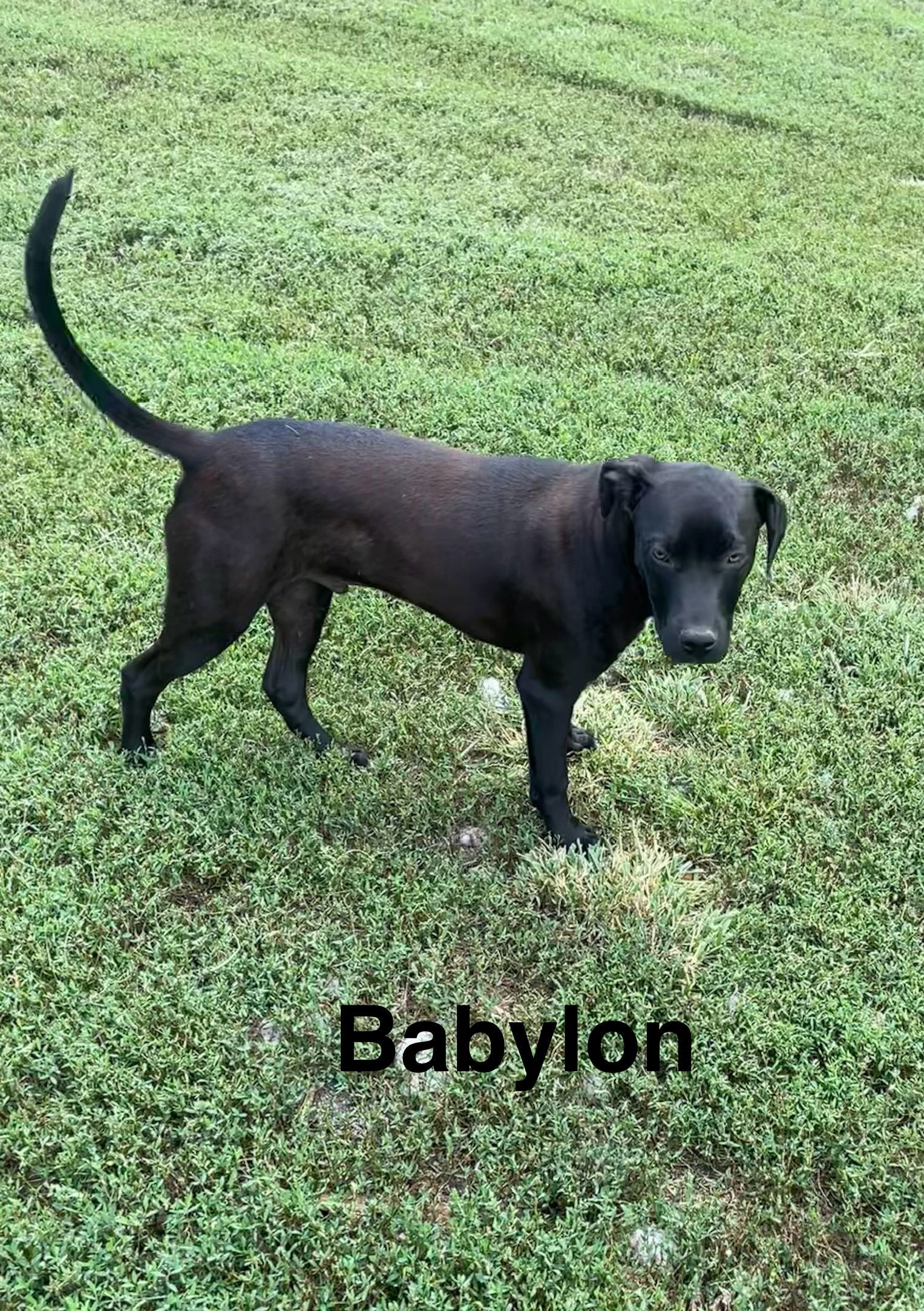 Babylon