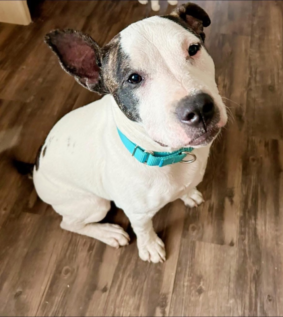 Teddy, an adoptable Pit Bull Terrier, Mixed Breed in Cloquet, MN, 55720 | Photo Image 1