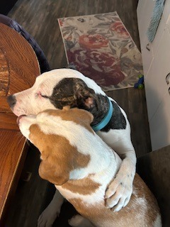 Teddy, an adoptable Pit Bull Terrier, Mixed Breed in Cloquet, MN, 55720 | Photo Image 2