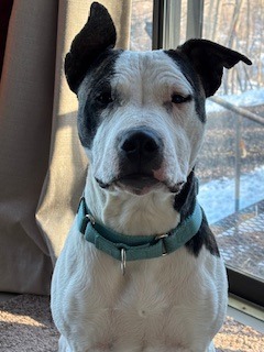 Teddy, an adoptable Pit Bull Terrier, Mixed Breed in Cloquet, MN, 55720 | Photo Image 3