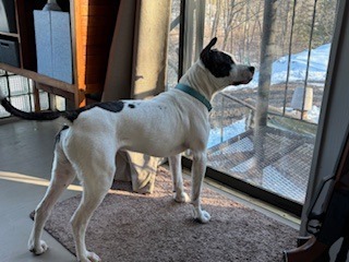 Teddy, an adoptable Pit Bull Terrier, Mixed Breed in Cloquet, MN, 55720 | Photo Image 4