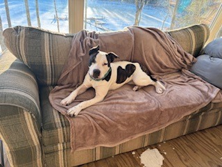 Teddy, an adoptable Pit Bull Terrier, Mixed Breed in Cloquet, MN, 55720 | Photo Image 5
