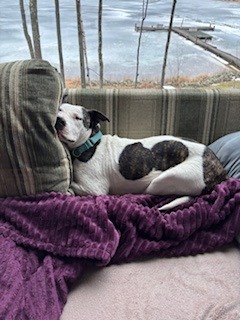 Teddy, an adoptable Pit Bull Terrier, Mixed Breed in Cloquet, MN, 55720 | Photo Image 6