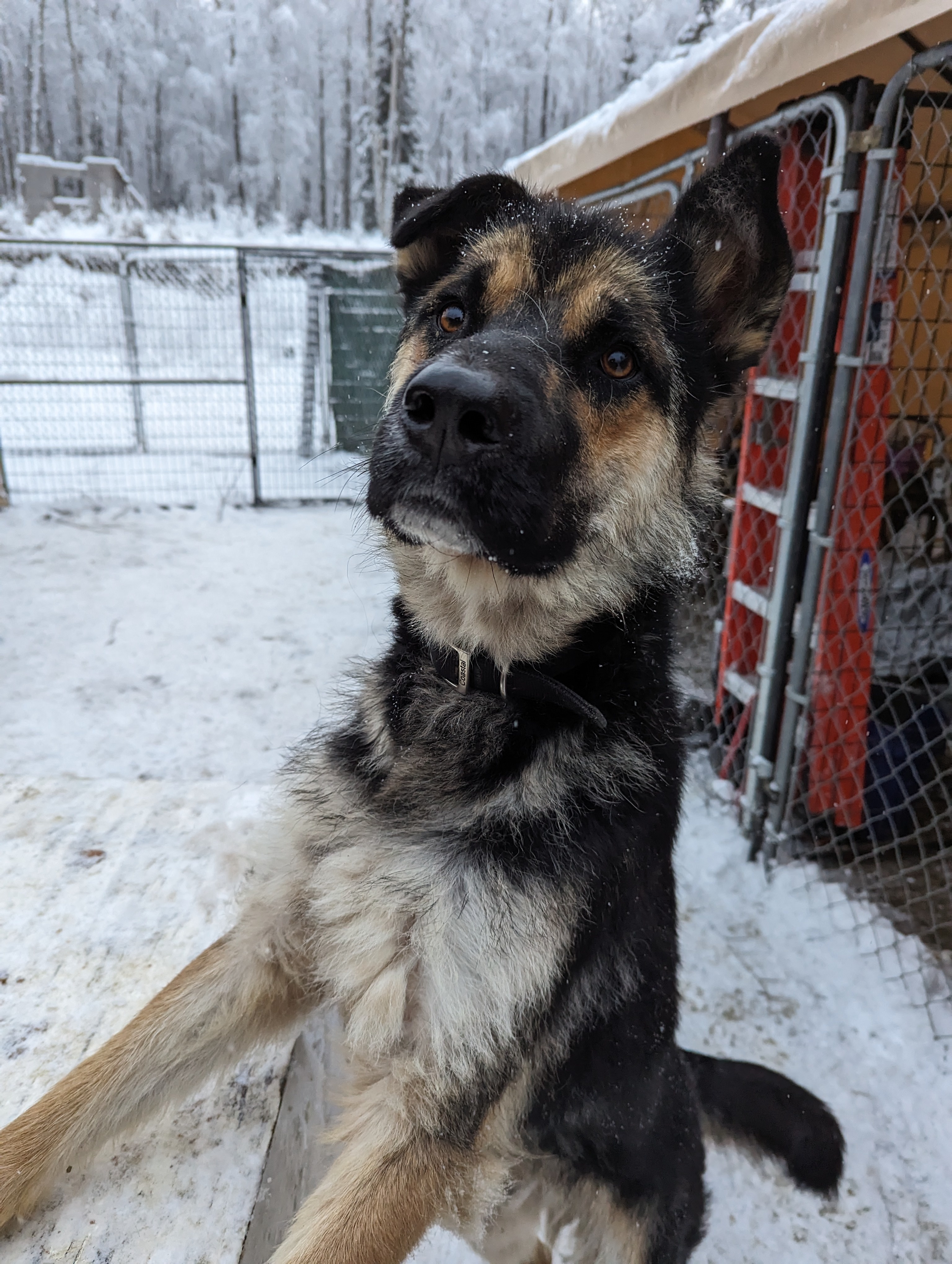 Rocco, an adoptable German Shepherd Dog in Wasilla, AK, 99623 | Photo Image 2