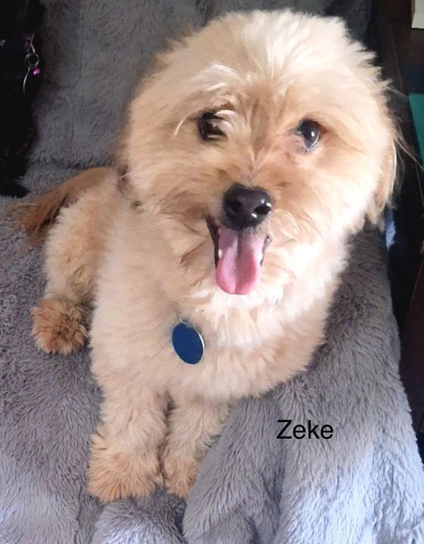 Zeke thumbnail 1