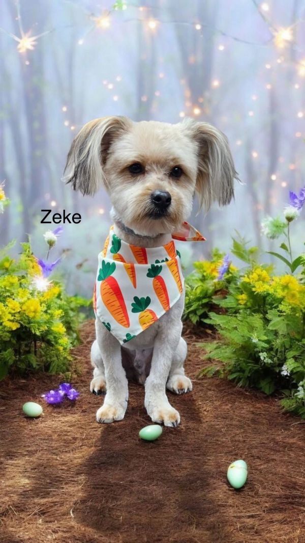 Zeke thumbnail 2