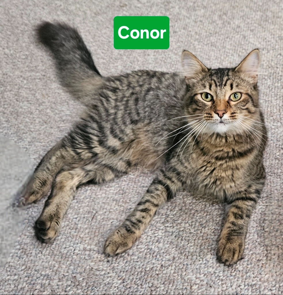 Conor