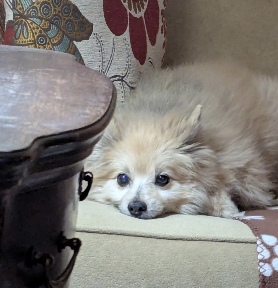 Bear, an adoptable Pomeranian in Boone, CO, 81025 | Photo Image 1