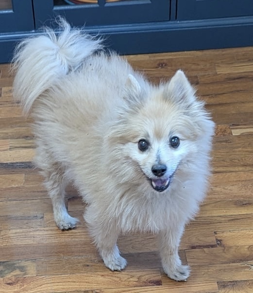 Bear, an adoptable Pomeranian in Boone, CO, 81025 | Photo Image 2