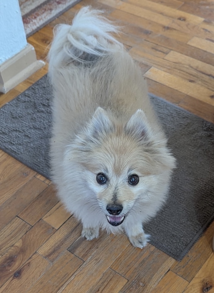 Bear, an adoptable Pomeranian in Boone, CO, 81025 | Photo Image 3