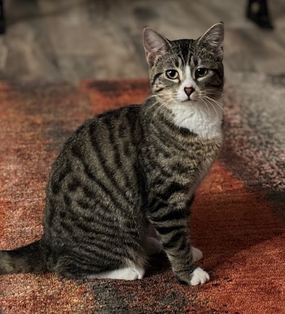 Wishbone, an adoptable Domestic Short Hair in Boone, CO, 81025 | Photo Image 1