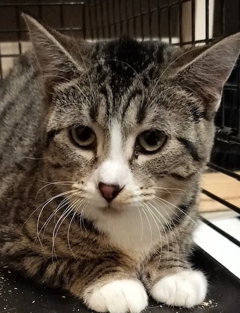 Wishbone, an adoptable Domestic Short Hair in Boone, CO, 81025 | Photo Image 2