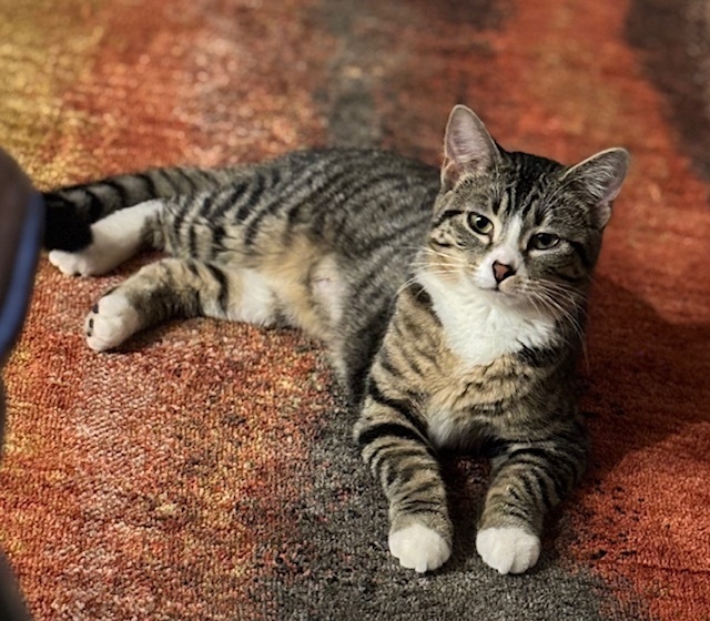 Wishbone, an adoptable Domestic Short Hair in Boone, CO, 81025 | Photo Image 3