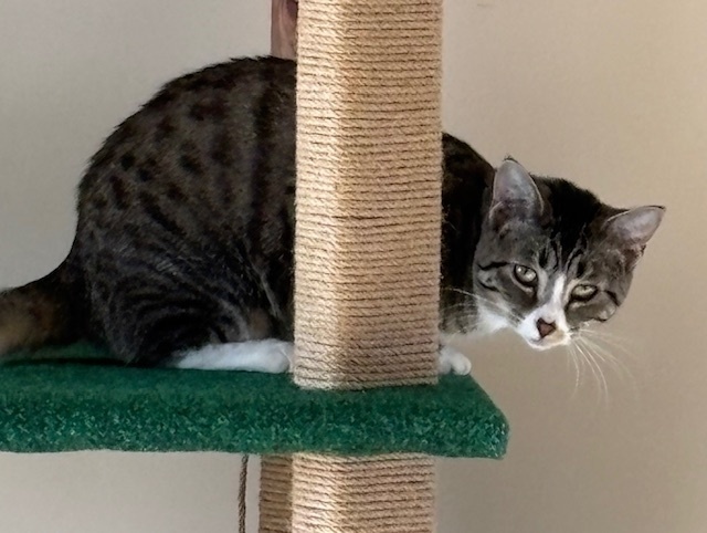 Wishbone, an adoptable Domestic Short Hair in Boone, CO, 81025 | Photo Image 4