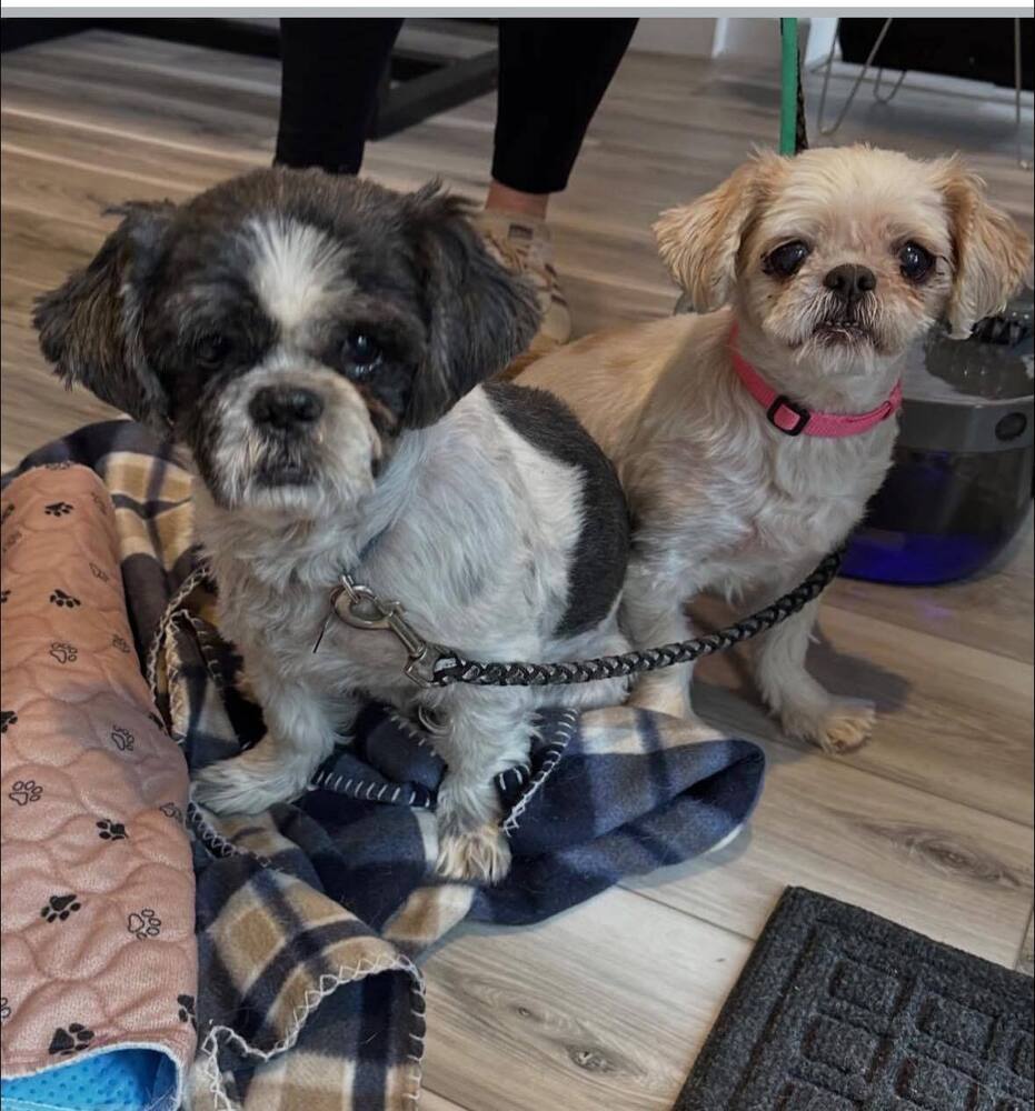 Leo and Chloe - Bonded Senior Pair