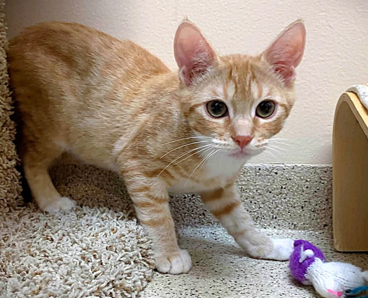 Kitten Ernesto
