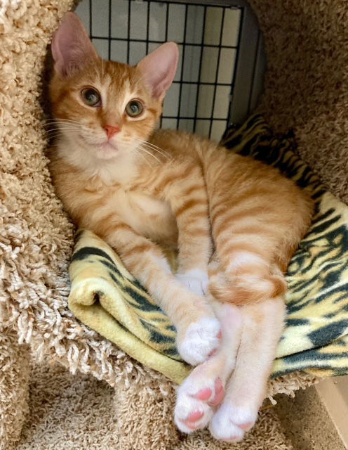Kitten Ernesto