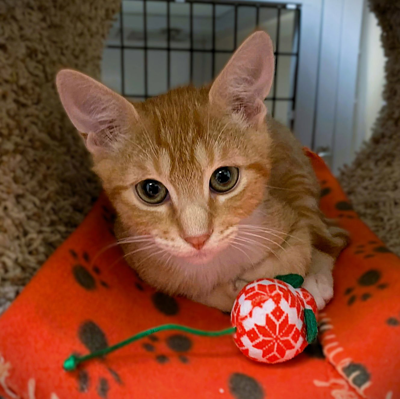 Kitten Ernesto