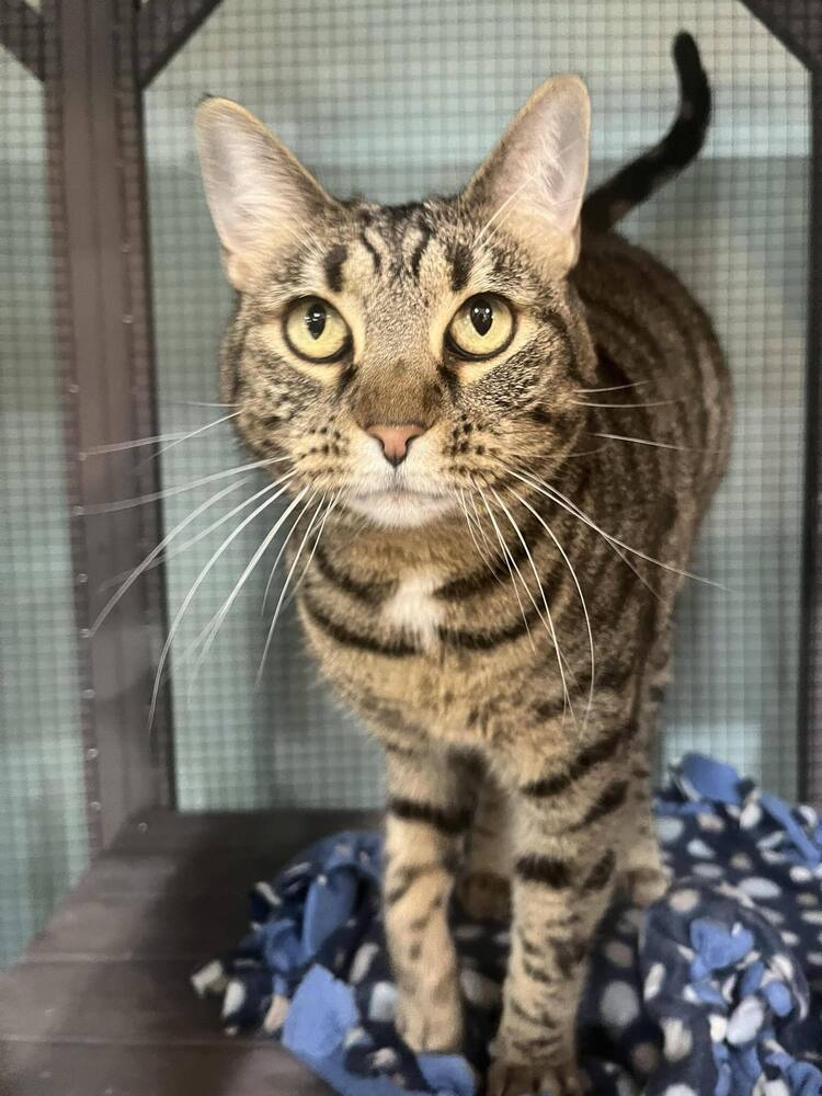 Piper