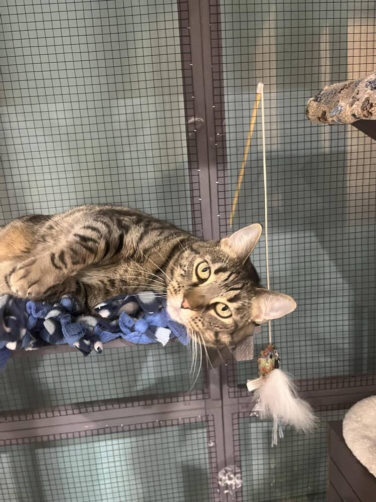Piper