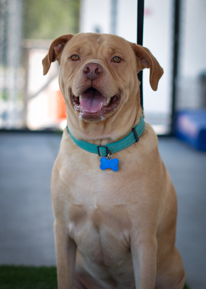 Winston (Danny Boy)