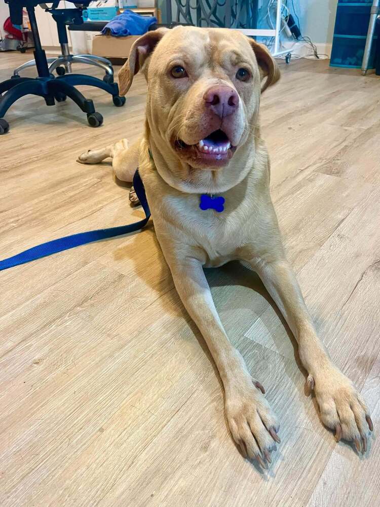 Winston (Danny Boy)