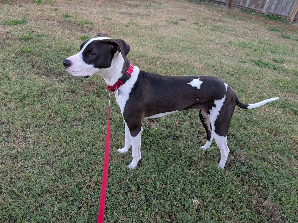 Max (Snoop Dogg)