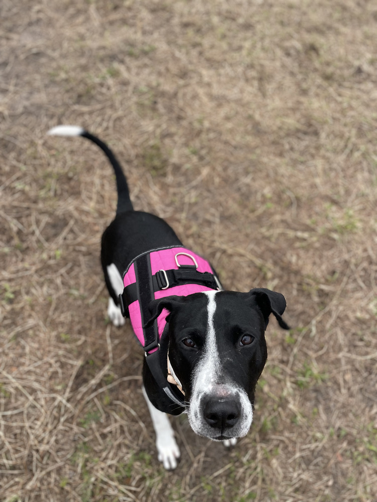 Bella